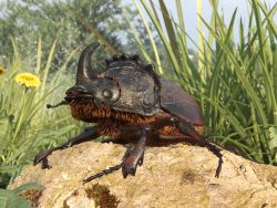 Escarabajo Rinoceronte
