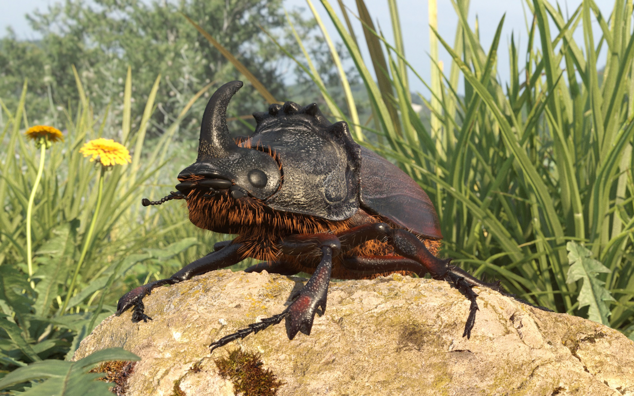 Rhinoceros beetle в 3d max corona render изображение