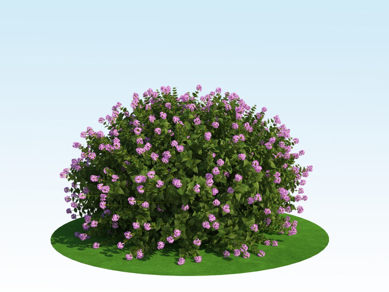 Spiraea japonica'nın 'küçük prenses' 3D modeli in 3d max vray 2.0 resim