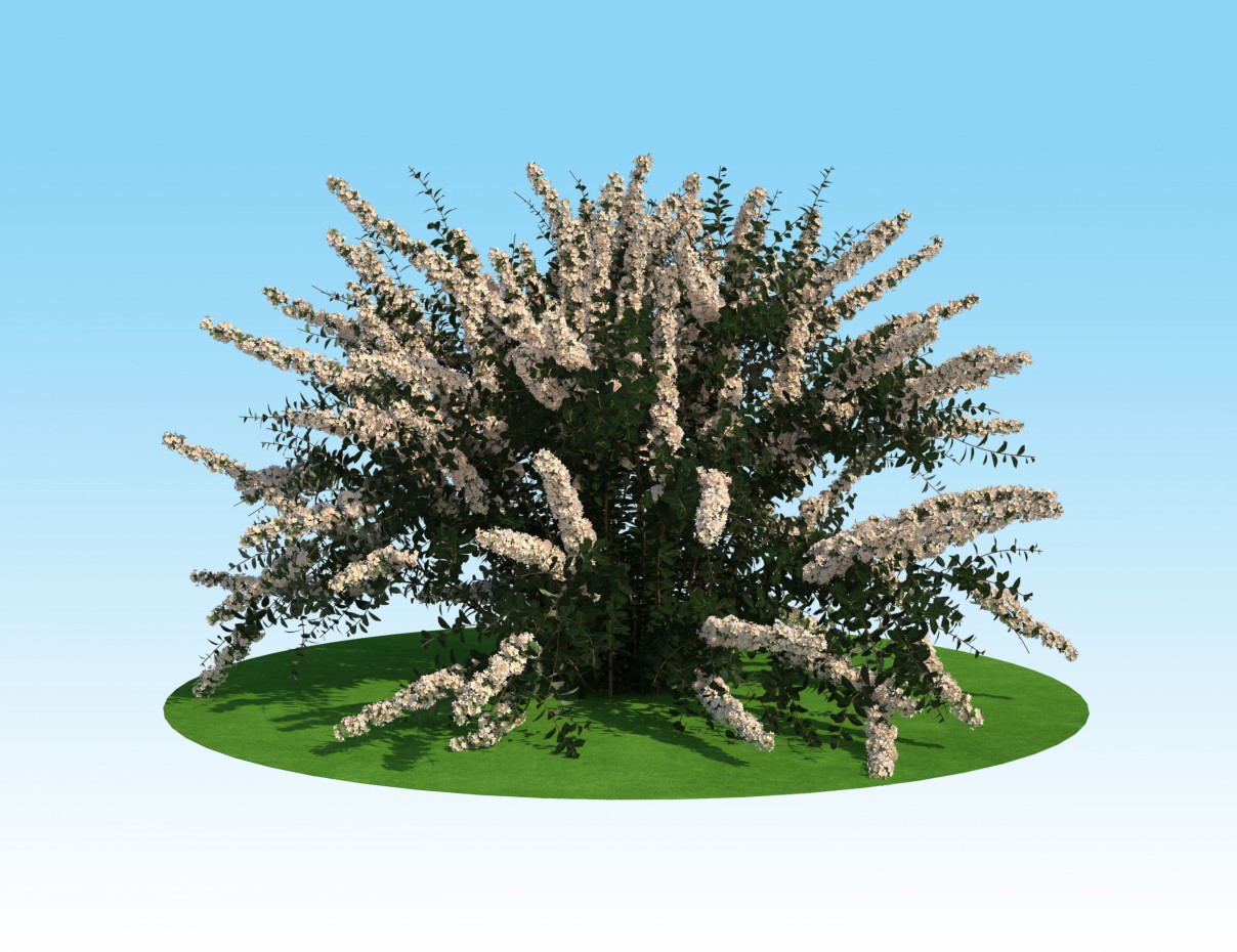 3D model of spirea Nippon in 3d max vray 2.0 image