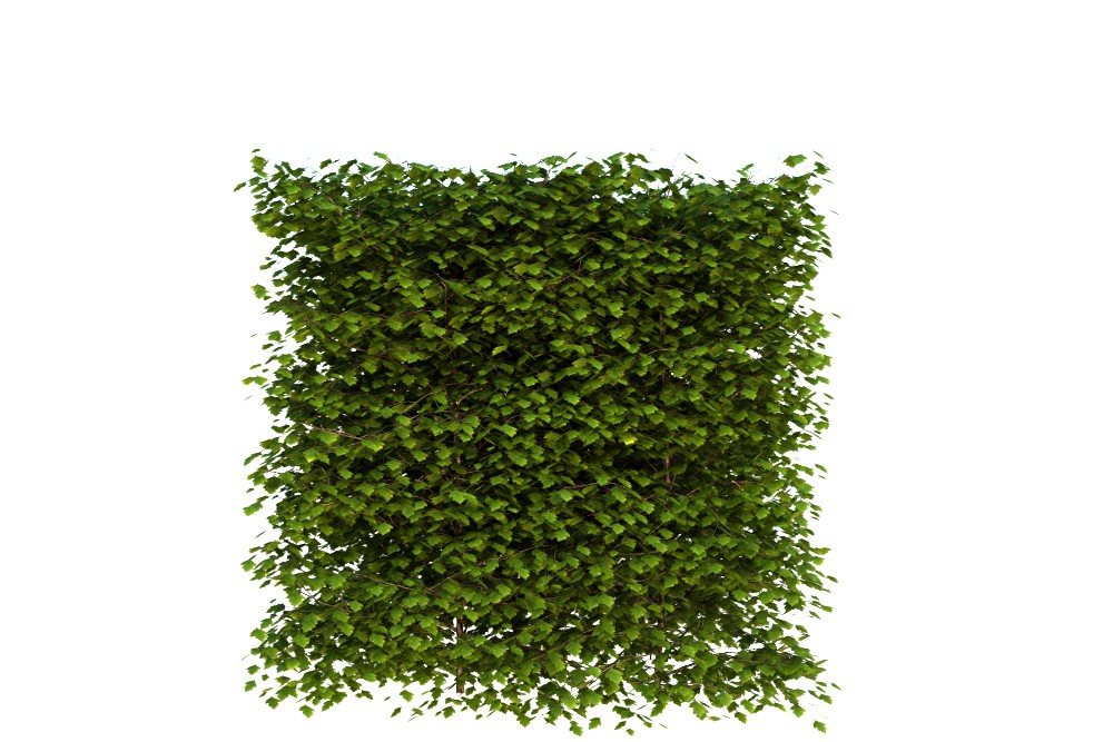 Изгородь - боярышник в 3d max vray 3.0 изображение