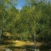 imagen de Simplemente un bosque en 3d max vray