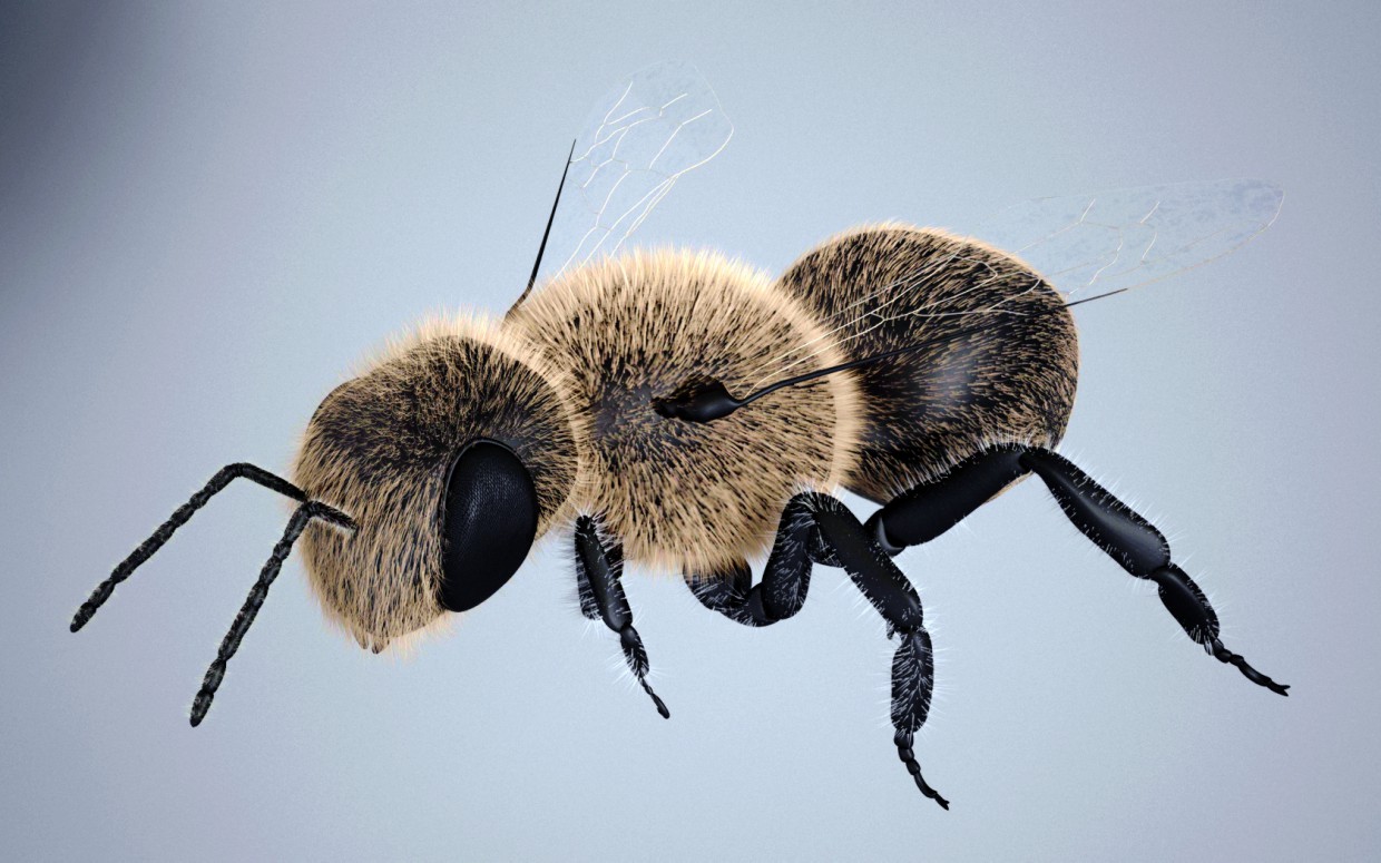 imagen de abeja en 3d max vray