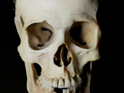 Étude de l'anatomie du crâne humain