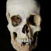 Estudio de anatomía del cráneo humano