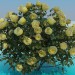 Modelo 3d Rosas de arbusto exuberante - preview