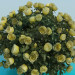 modèle 3D Roses de buisson luxuriante - preview