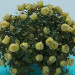 3D modeli Yemyeşil çalı gülleri - önizleme