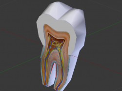 Estructura del diente
