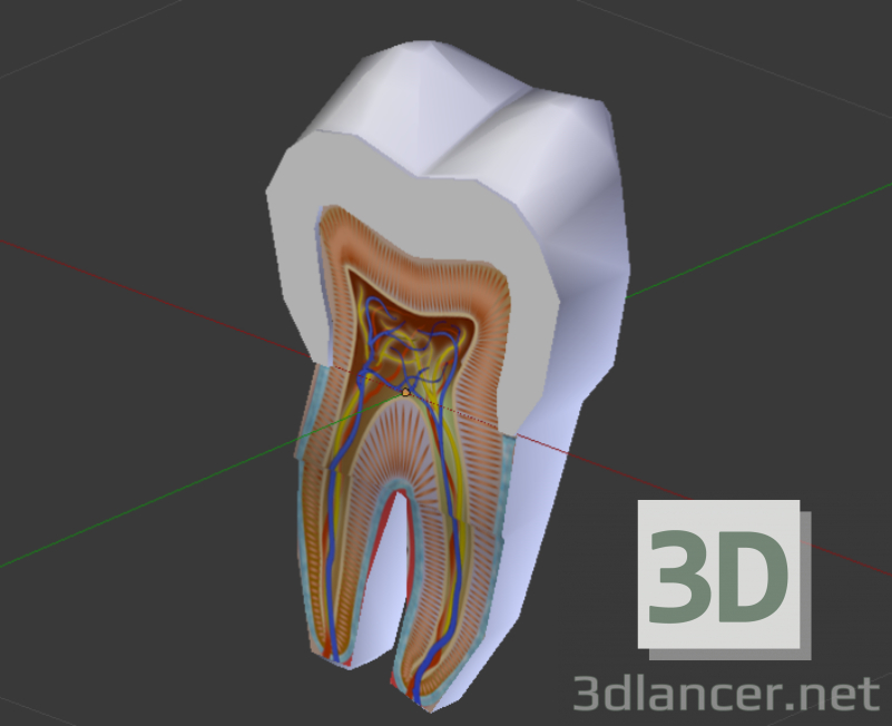 3d model Estructura del diente - vista previa