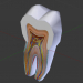 modello 3D Struttura del dente - anteprima