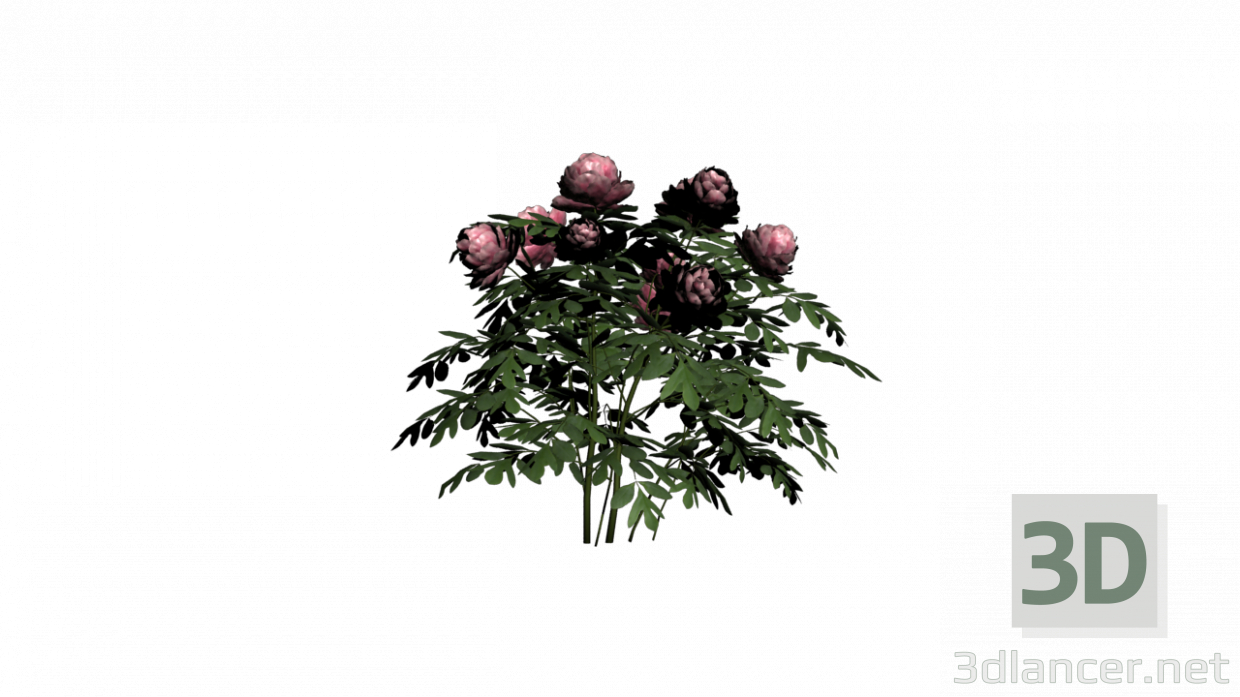 3d модель Растение Пионы – превью