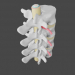 3d Protrusion and hernia in the lumbar spine model buy - render