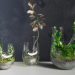 modèle 3D de Terrarium végétal SET PREVIEWNUM #