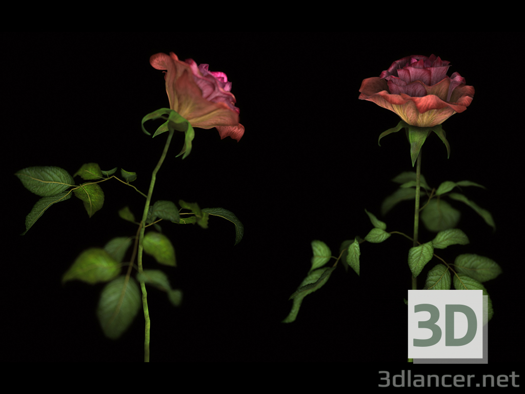 modèle 3D de roses acheter - rendu