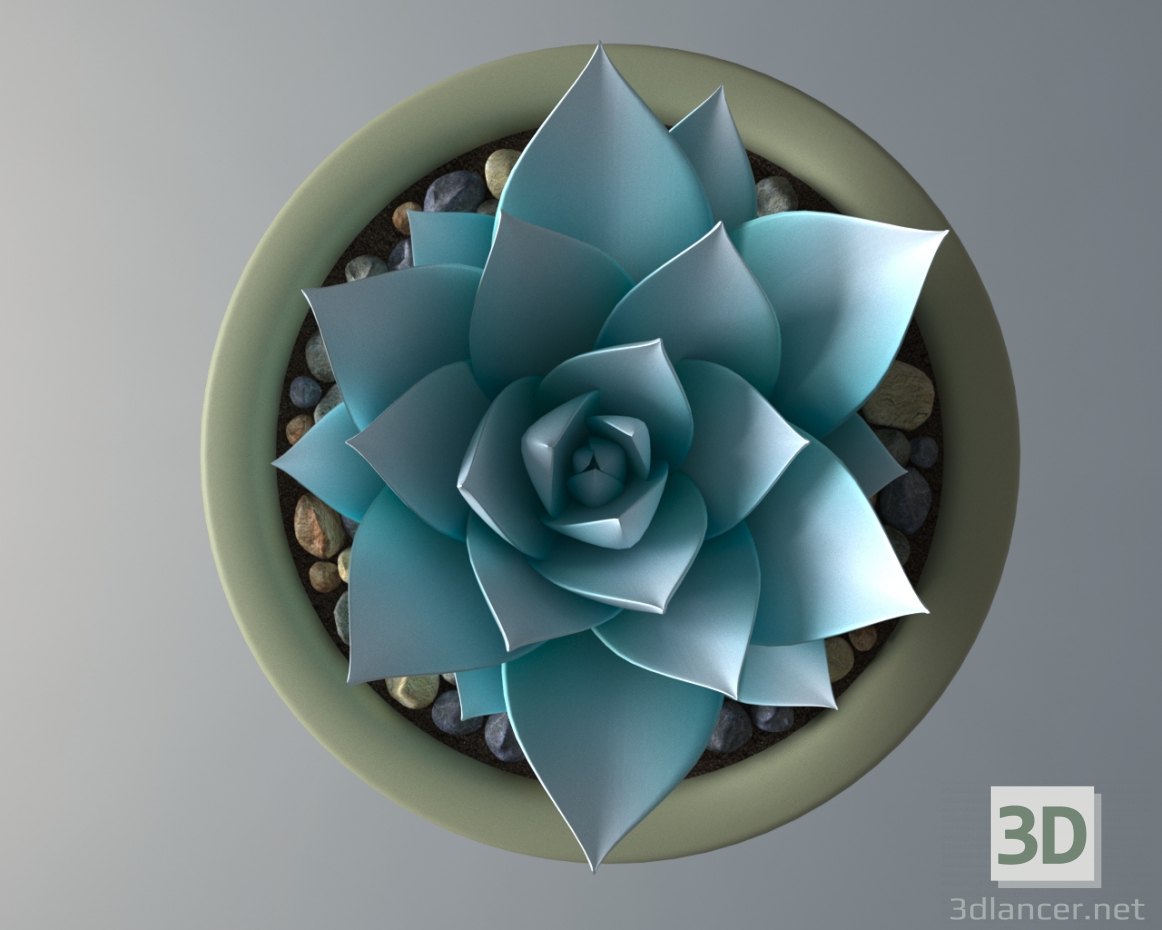 3d Succulent plant in a pot model buy - render