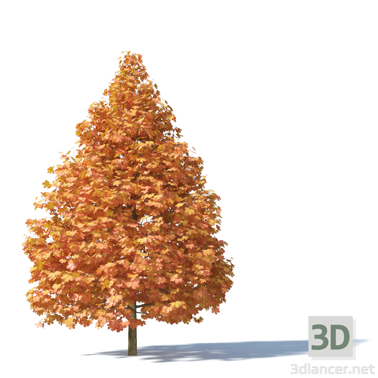 modèle 3D de Colonne d'érable de Norvège acheter - rendu