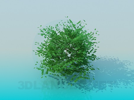 3D modeli Bush - önizleme