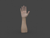 HAND-006 Rigged Hand