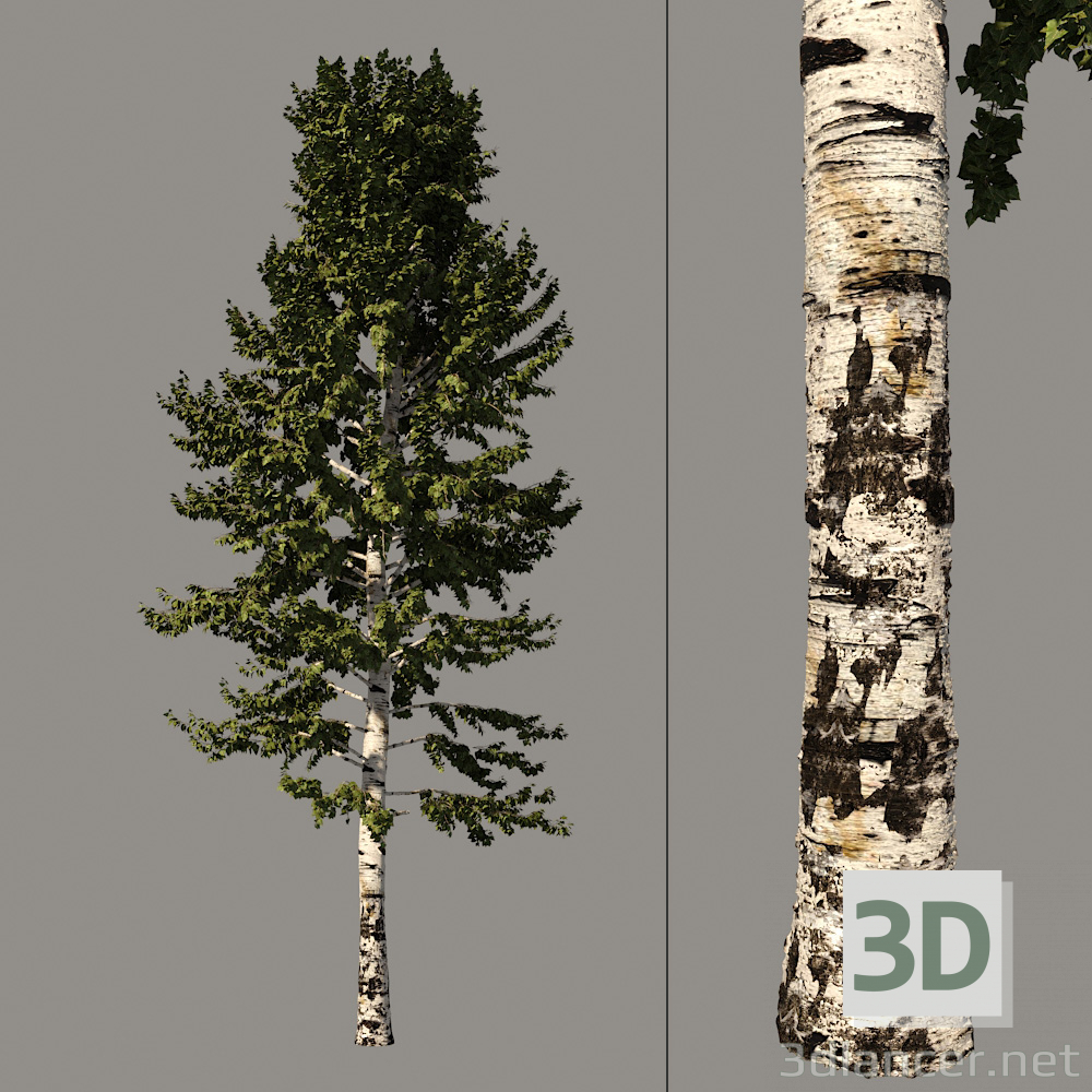 3D Huş ağacı modeli satın - render