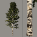 3D Huş ağacı modeli satın - render
