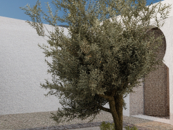 Оливковковое дерево