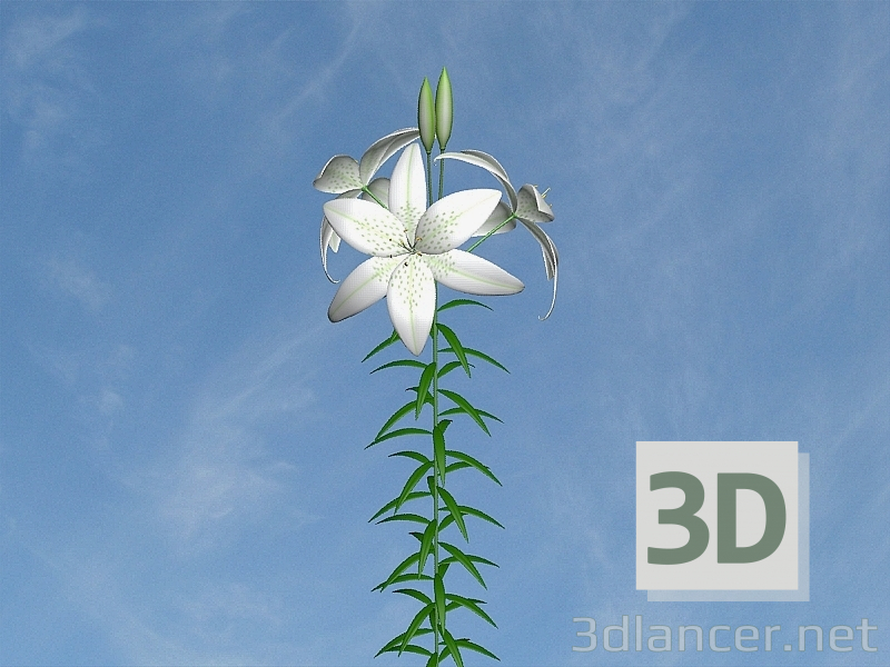 modèle 3D Lis blanc - preview
