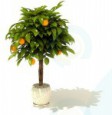 Modelo 3d Árvore de tangerina - preview