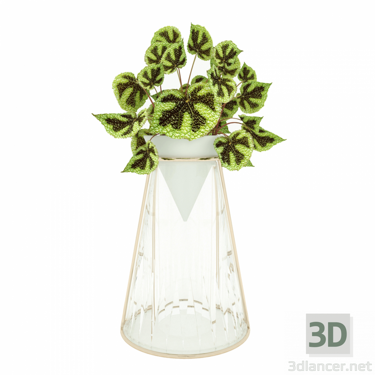 3d model Begonia mesona - vista previa