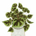 modello 3D Begonia mesona - anteprima