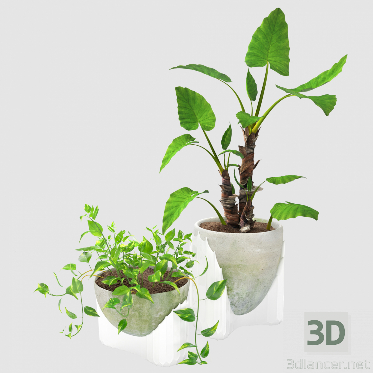 Epipremnum y alocasia 3D modelo Compro - render