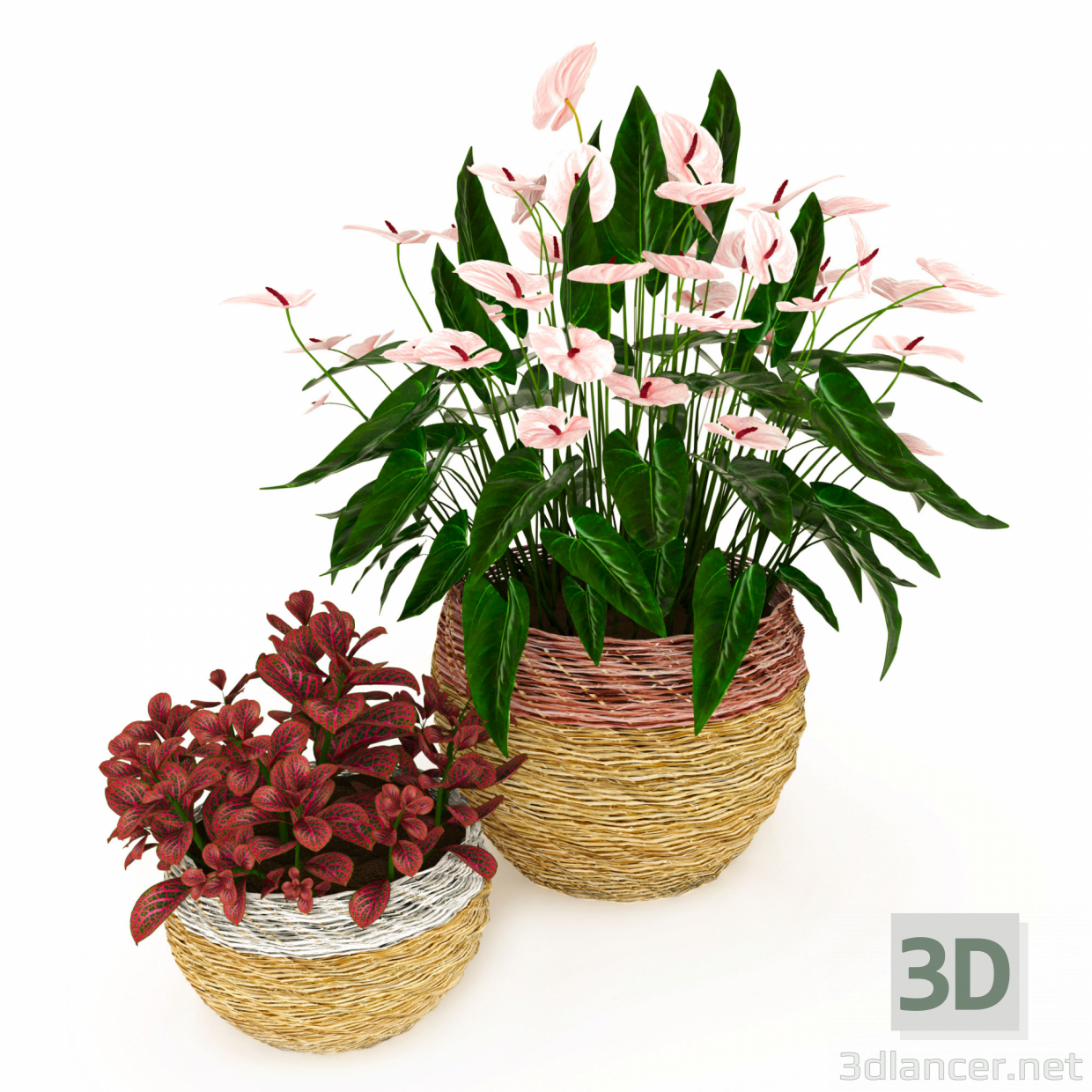 Anturium und Fittonia 3D-Modell kaufen - Rendern