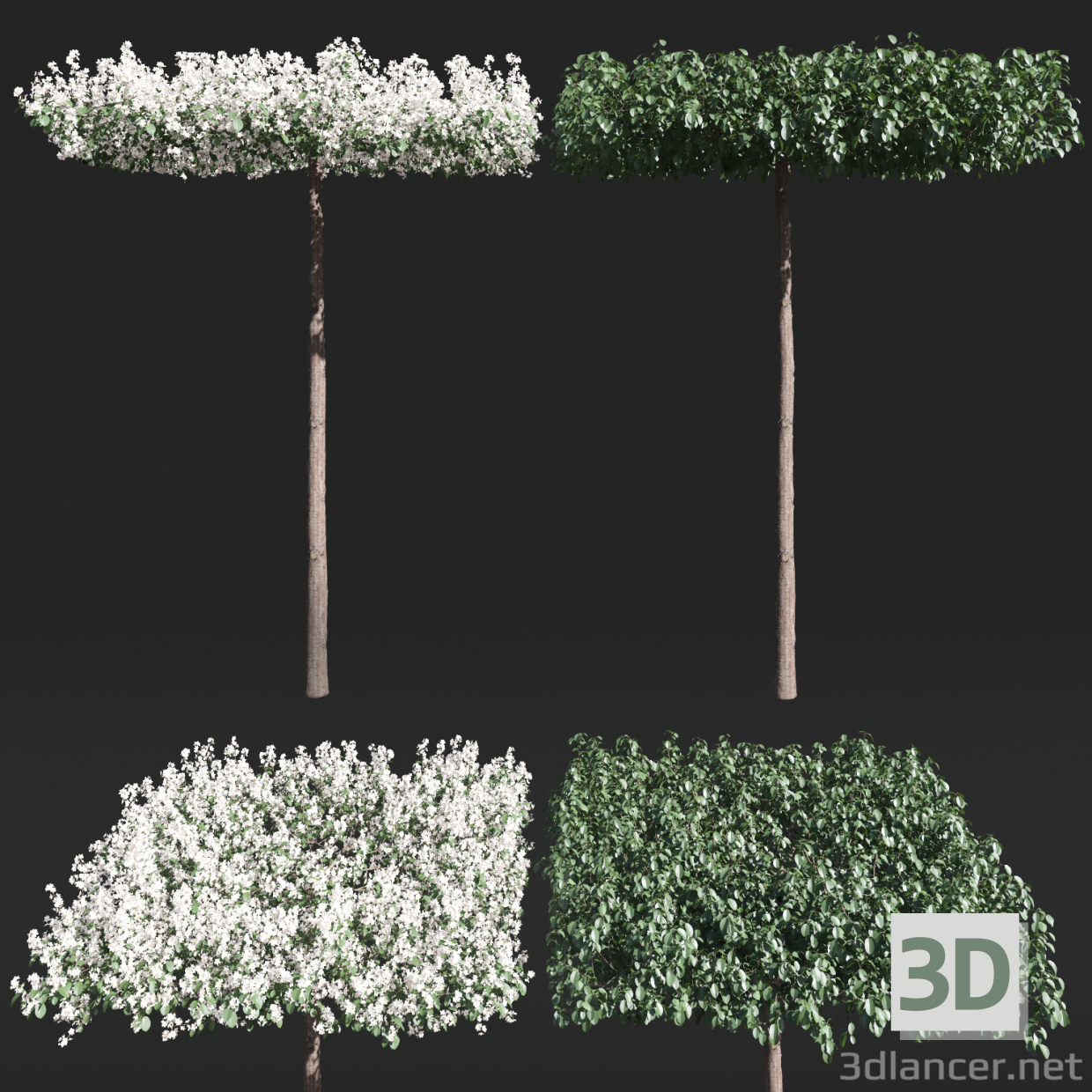 modello 3D di Melo sul tronco forma "Tetto" comprare - rendering