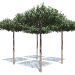3d Apple tree on the trunk form "Roof" model buy - render