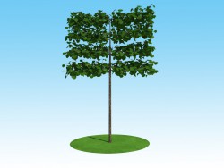 Tapiz de macrophylla de Linden de modelo 3D en el tronco