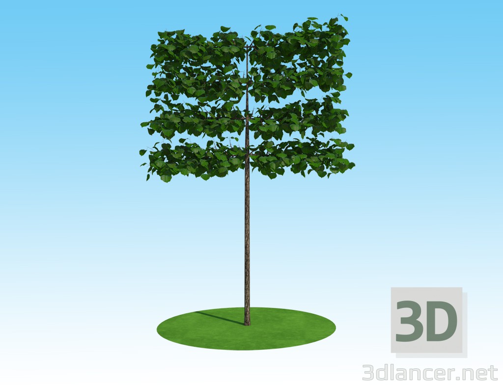 3D-Modell Tilia Platyphyllos Spalier auf shtambe 3D-Modell kaufen - Rendern