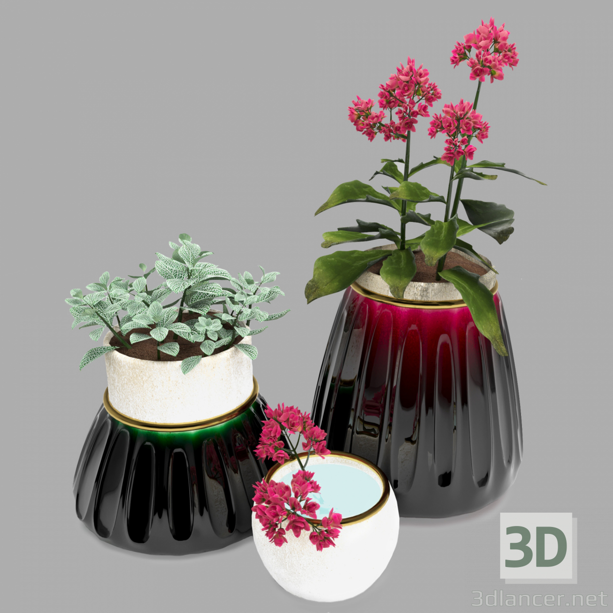 Kalanhoe y Fittonia 3D modelo Compro - render