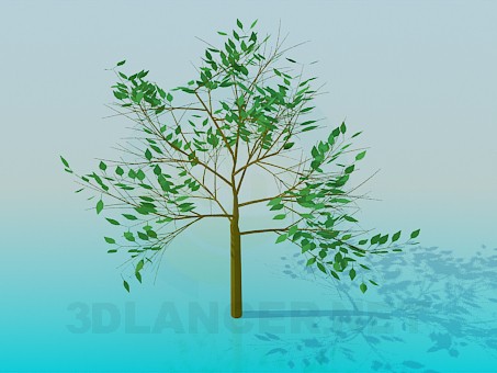 3D modeli Ağaç - önizleme
