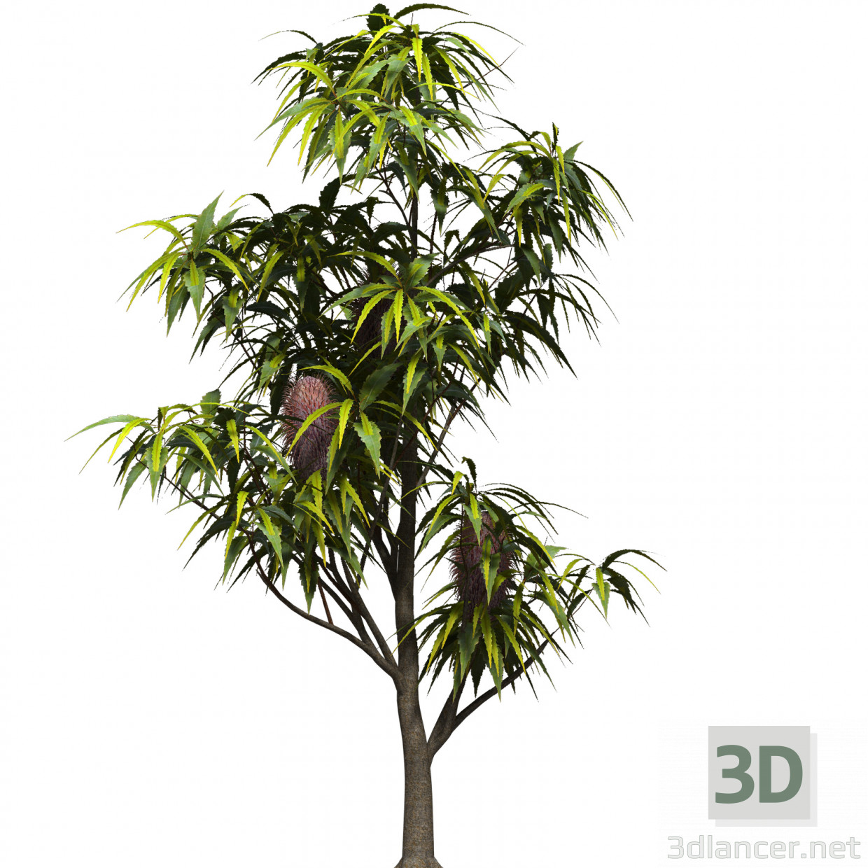 3d model Banksia serrata - vista previa