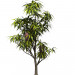 3d model Banksia serrata - vista previa