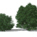 3D Kara Yaşlı Laciniata (Sambucus nigra Laciniata) modeli satın - render