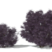 3d Black Elder Laciniata (Sambucus nigra Laciniata) model buy - render