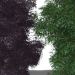 3d Black Elder Laciniata (Sambucus nigra Laciniata) model buy - render