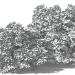 3D Kara Yaşlı Laciniata (Sambucus nigra Laciniata) modeli satın - render