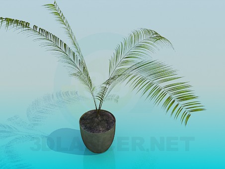 3d модель Кімнатна рослина - папороть – превью