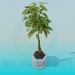 3d model Pachira houseplant in a flowerpot - preview