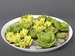 succulente