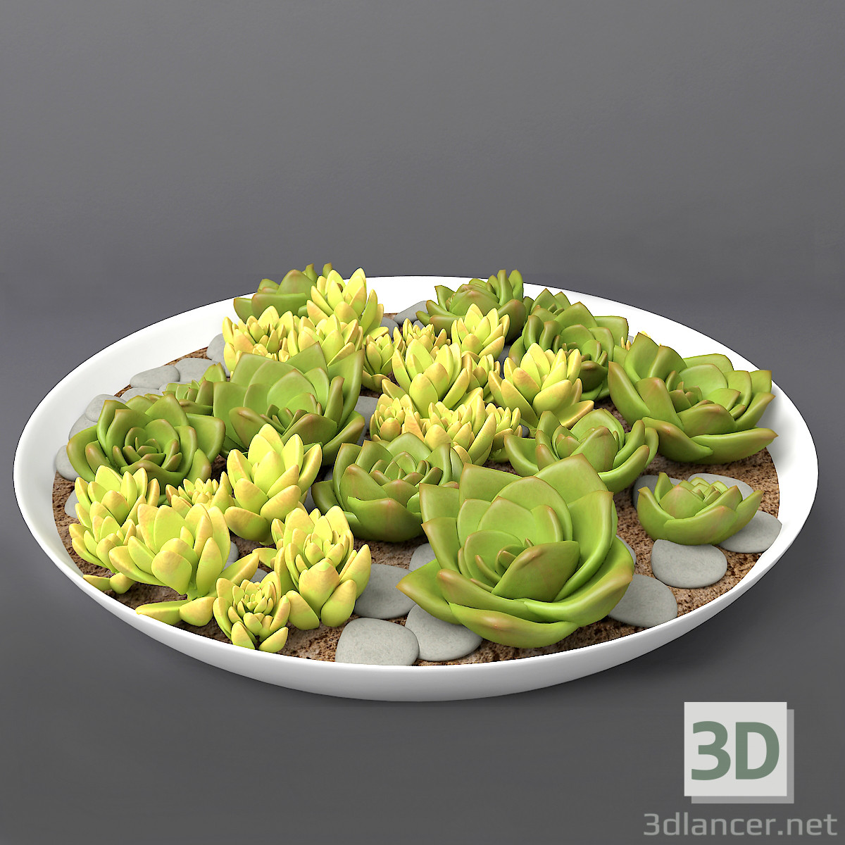 Plantas suculentas 3D modelo Compro - render