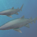 3D Kaplan kum köpekbalığı modeli satın - render