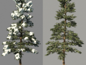 Kış spruce_Fir Kış